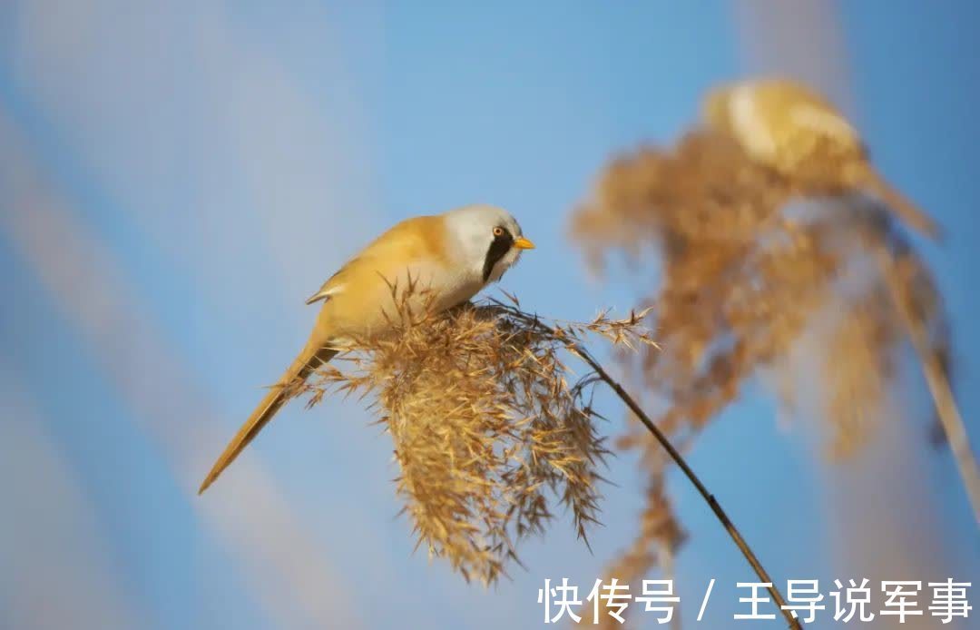 无用之物$以无用之事,修自在之心