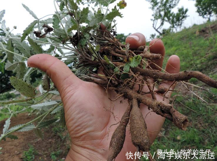 流血处|农村一种野草，农民拿叶子当菜吃，不知根部珍贵，人称“天藕”