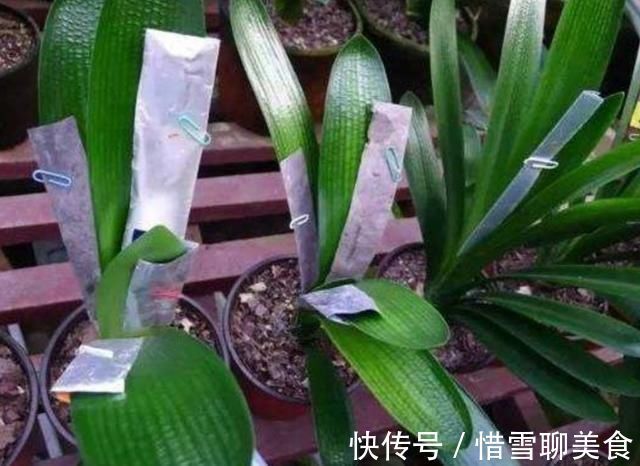 叶子|君子兰叶子长歪,教你3种方法纠正,株形整齐才更美观