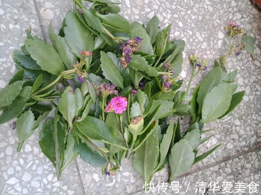 土壤|十月养长寿花，三件事情不能做，不然下半年难开花，甚至会烂根