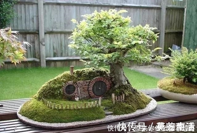 盆景|世界上又一奢侈品《盆栽》一盆就是一座房子!