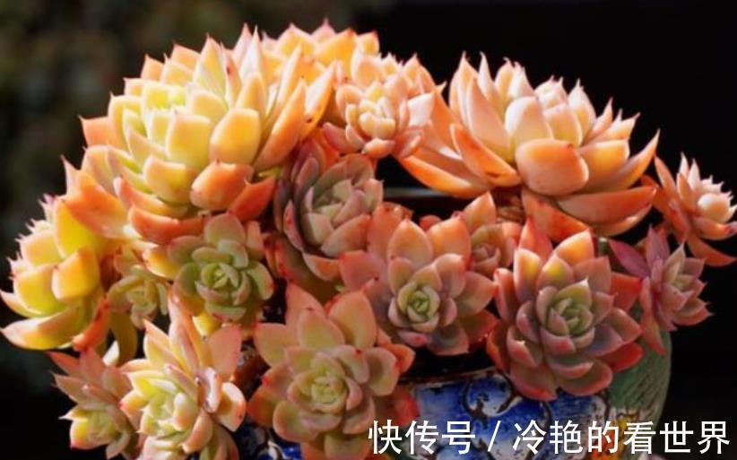 秋天养多肉三色堇,了解掌握4个要点,长出红黄渐变色很高级