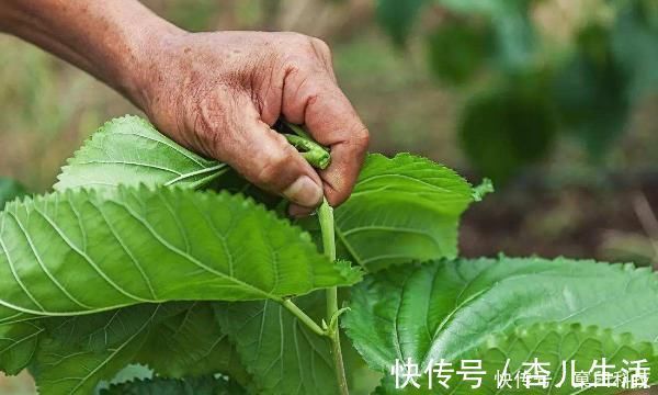 身体|桑叶又称“神仙草”,坚持用桑叶泡水喝,身体会尝到4个“甜头”