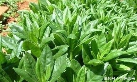 家乡|你的家乡有人参菜吗？它含有''黄体酮''，可以用来做菜