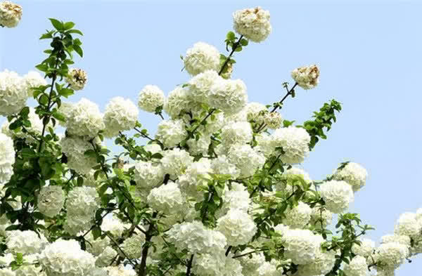 3种花“美若天仙”,花色超仙,花香浓郁,一年开花多次,很值得拥有