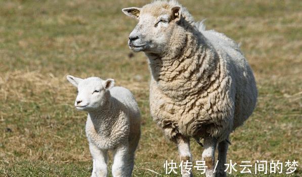 事业|“十羊九苦”，生肖羊以下4月出生最好命，财神眷顾，事业安康