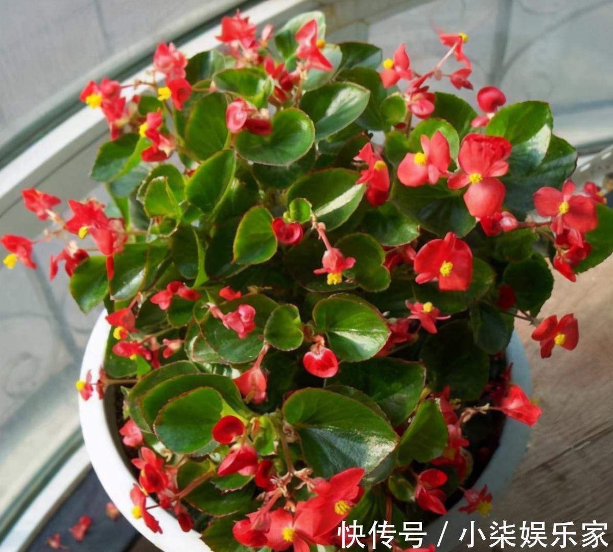 什么属相养什么“花”,一看就明白,看看你养对了吗