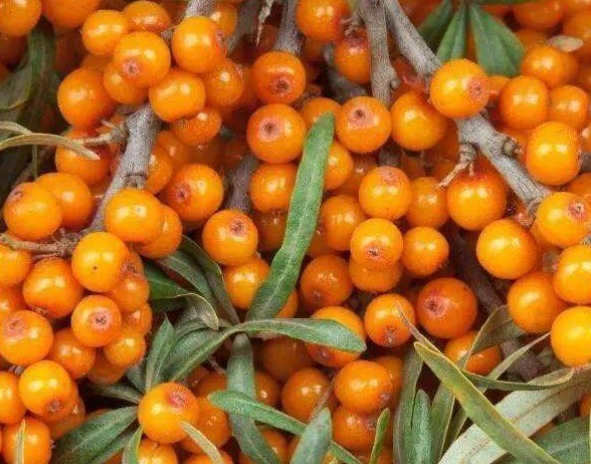 子宫|女人常吃一物,不感冒了,排除湿气,远离妇科炎症,子宫越来越好