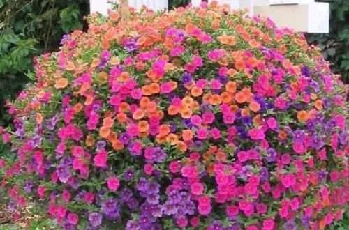  养花|养花养这四种，不仅便宜而且开花超漂亮，四季开花不断！