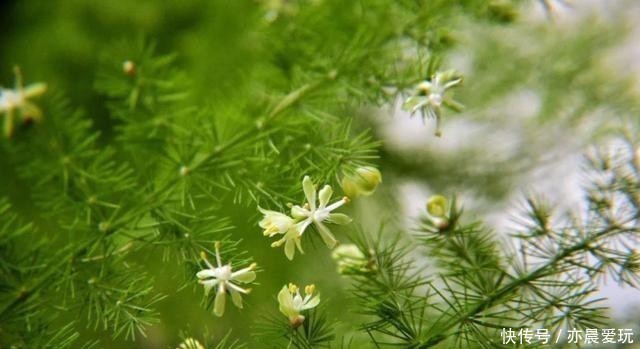  施肥|想要文竹枝繁叶绿，注意这“5不”，别再随心所欲地养了！