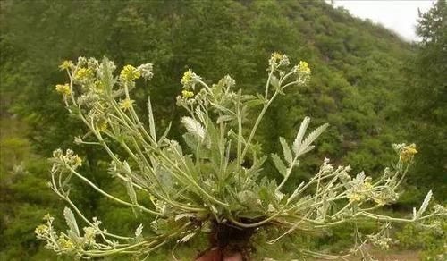 服用|农村一种毫不起眼野菜,农民拿去喂猪,殊不知是名贵中草药