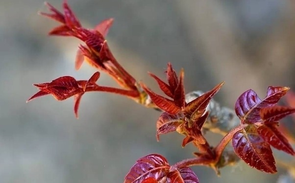 清热解毒|农村这些野菜,美容驻颜、滋阴润燥、清热解毒,怕老就吃它