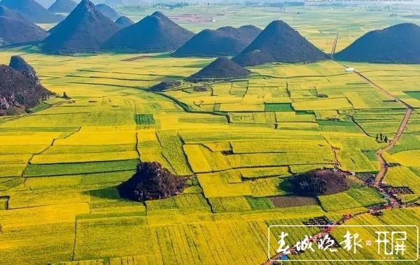 罗平迎来高光时刻 百万亩油菜花开出千万种姿态