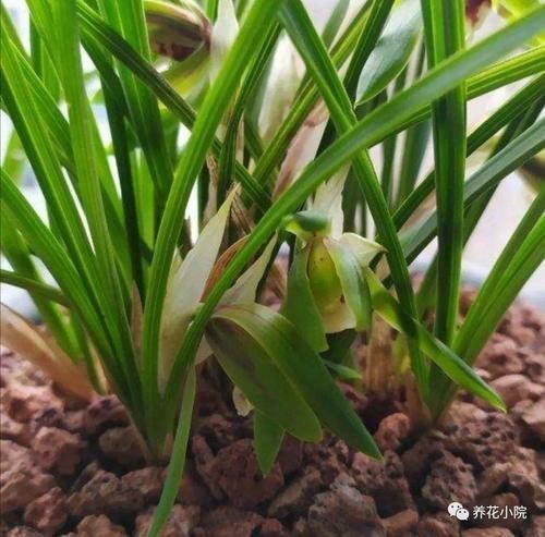 家庭养兰花,就怕4种错误养护,难怪总是养不好