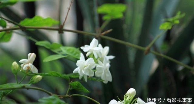 茉莉土加“一料”,根壮不黄叶,7天窜出一圈笋,养成繁花小老桩!