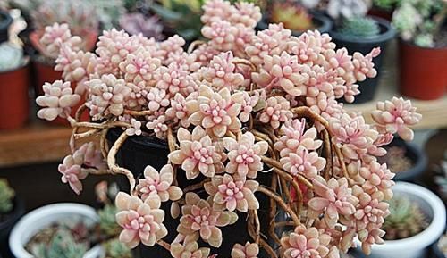 秋丽秋丽|4种漂亮多肉,好看又好养,容易出状态,价格便宜,适合新手