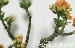 养长寿花，用这法，1年就能成老桩，开满五色花，独特又吉祥
