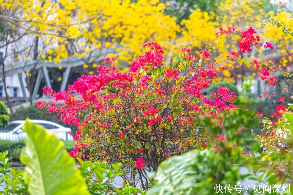 三月的深圳百花盛开，哪里是踏春赏花的好去处？答案都在这里了