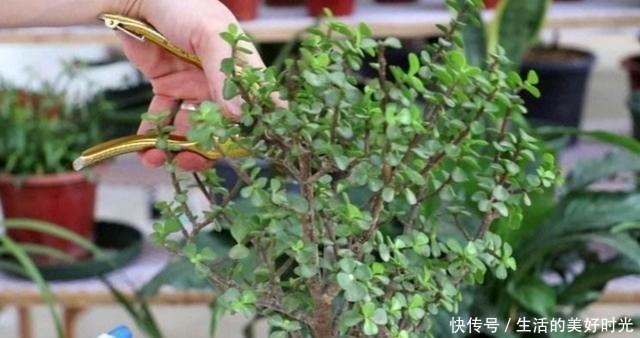 养分|金枝玉叶养成盆景,不只是简单的浇水,还应做好这几件事!