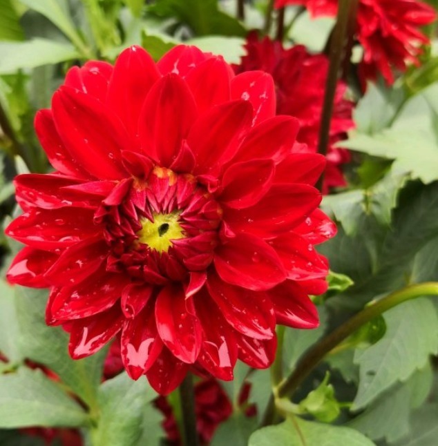 花朵|你见过比它们还红的花吗纯正的国旗红,艳丽夺目!