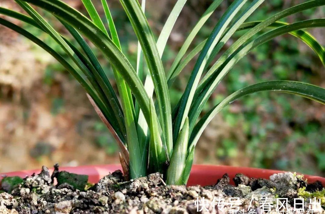 浇水|新手养兰花，别再这样浇水了!