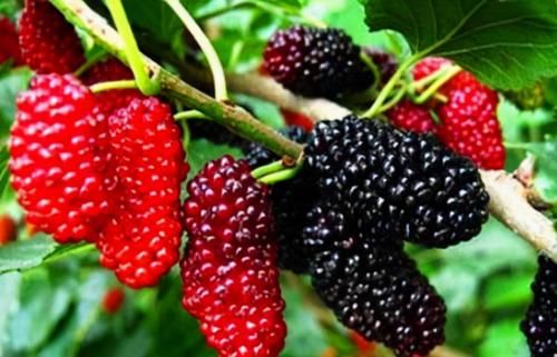 女性養生常吃三種食物，排毒養顏，調理腸胃，清理體內毒素