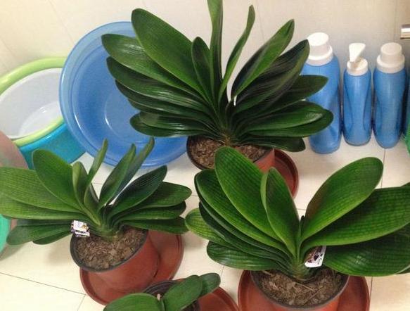 怎么才能拥有天价盆栽君子兰这么操作,一片叶子就够了