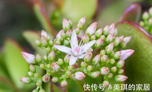 花友|想让玉树开“琼花”，秋天就要努力了，错过时机要等一年