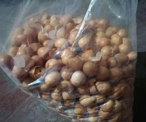 君子兰不开花？2种废料埋盆里，花箭蹭蹭冒，开花2个月