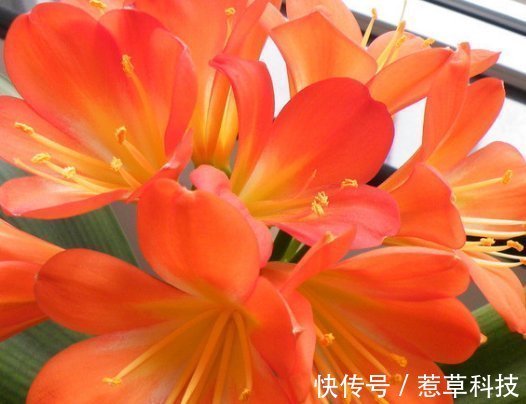 夏季|夏天养护君子兰有讲究，这几点千万要做好，否则难以安全度夏