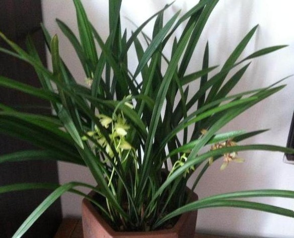 “红砖”养花有这3大效果，在兰花盆底铺上一层，养一盆旺一盆！