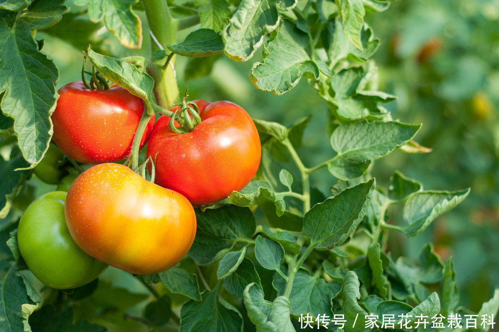 好吃的水果自己种，鲜红鲜红的，一起里动手吧！