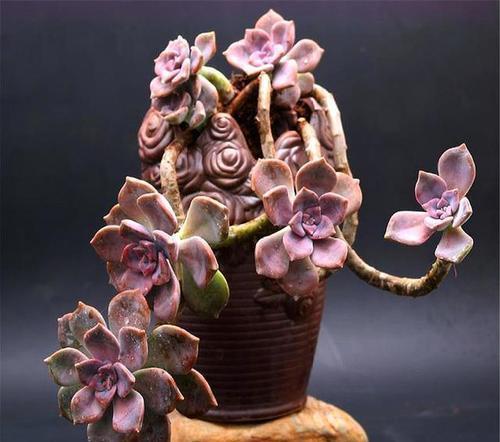 普货多肉|养多肉紫乐,了解掌握3个要点,上色美爆头快,长成漂亮老桩!