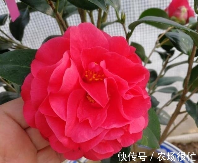 农历十一月大雪后,养什么花?家里养3种花,吉星高照事事如意