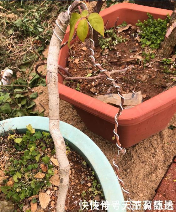 三角梅老根不要丢,4步做成根艺盆景,价值翻倍