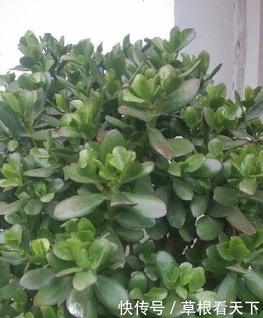 玉树冬天这么养，不掉叶不烂根，越长越高，叶片肥厚绿的闪光