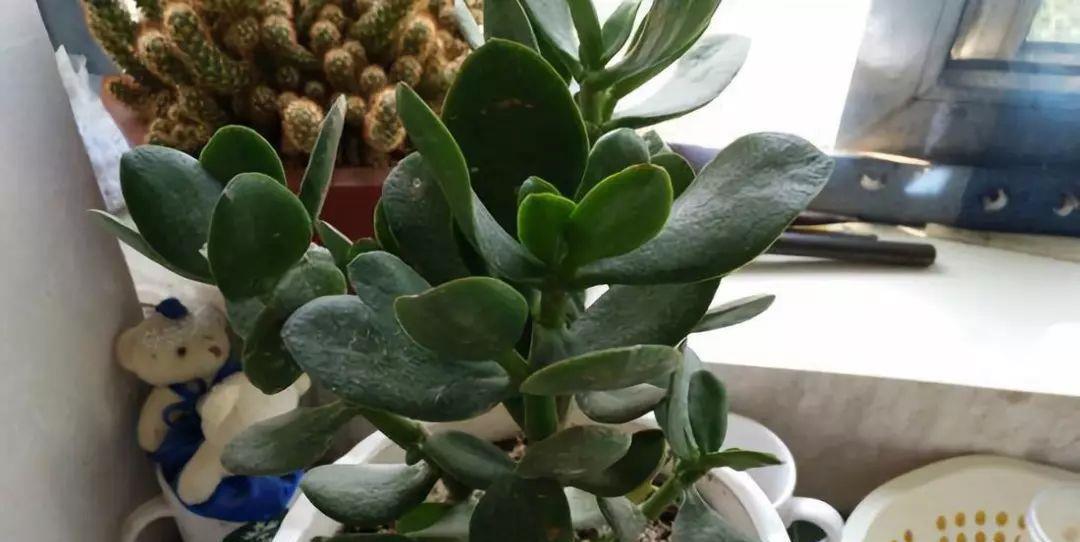 扦插|冬天扦插繁殖这九种绿植,特别容易成活,来年看花团锦簇