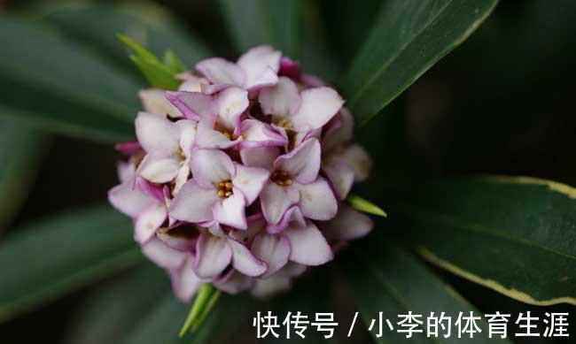 养花试试这几款,花色丰富,开花超级勤快