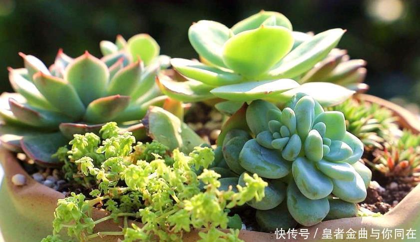 养多肉怎么争“天时地利”盆栽做到4点，叶子全年糖果色