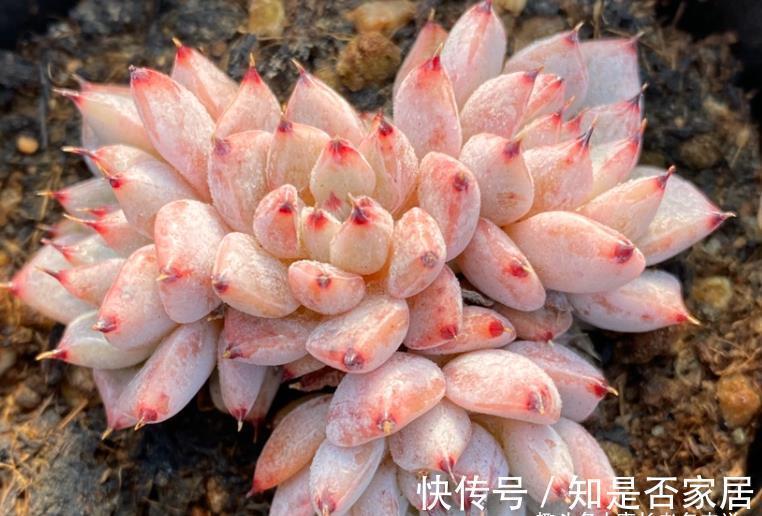 石莲属|可以很可爱，也可以很酷的爪系多肉——黑爪，你有没有养过？