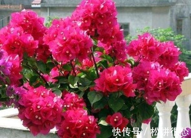 凤仙花|夏天养花,不妨养这四款花,盛开时繁花似锦,花色美轮美奂