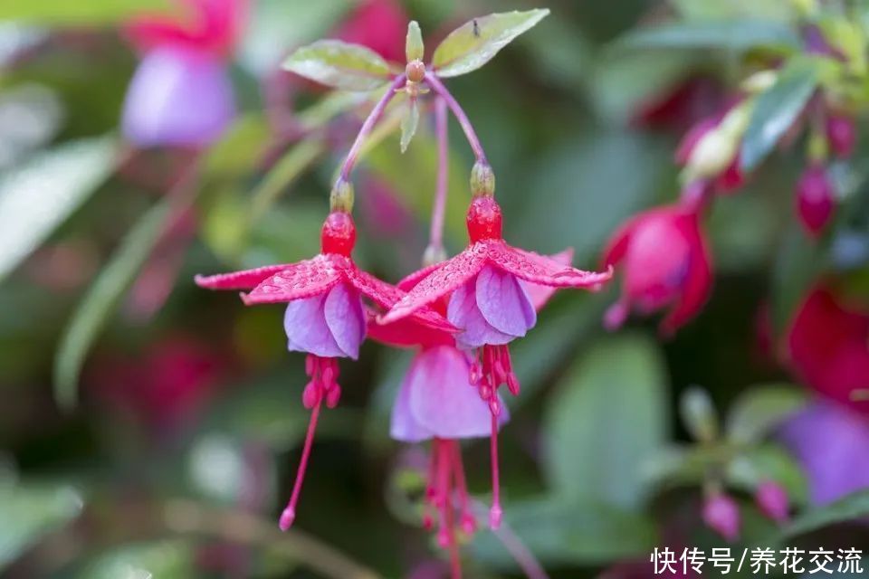 7种特别怕热的观赏花卉，提前做好预防，别让它们“歇菜”了