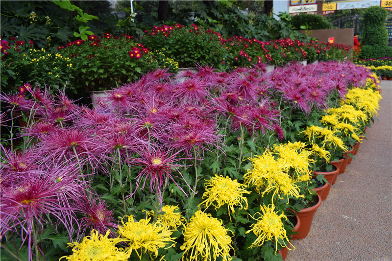 菊花|5种“吉祥花”,古代人也喜欢养,寓意好又富贵,日子越过越舒心