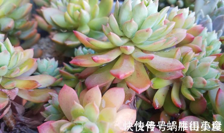 多肉|多肉中的“普货”马库斯,好养又漂亮,于新人而言却是“精品”