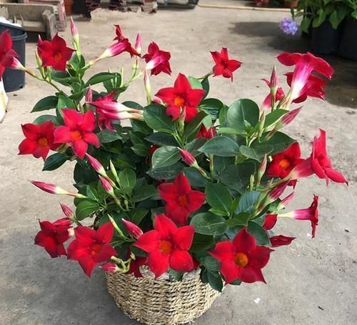 花卉|最爱爆盆的花卉,花比叶多,天气越热开花越多,做盆景更美