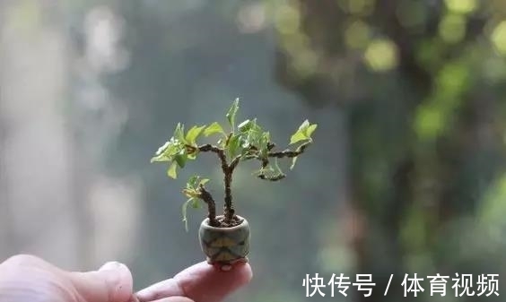 黄杨|微型盆景越来越受欢迎,这里是它们的“集中营”,都是你想知道的