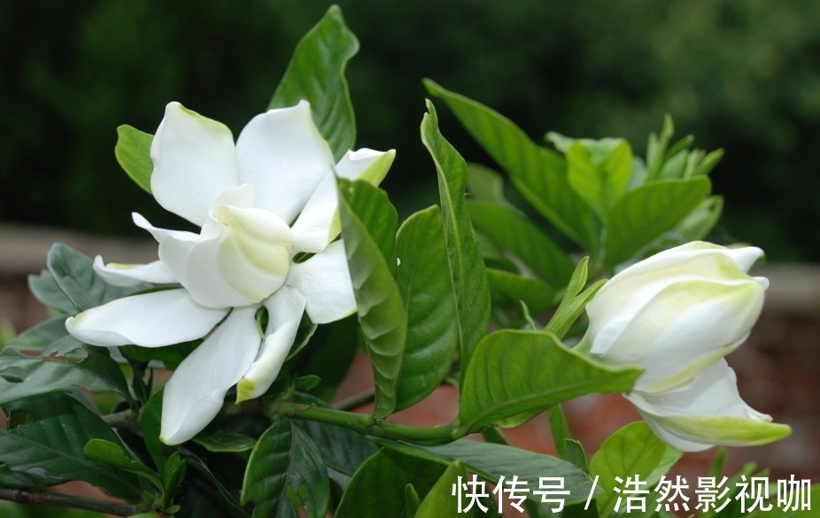 叶子|栀子花老爱长黄叶喷点“救命水”，叶子油绿窜花苞！