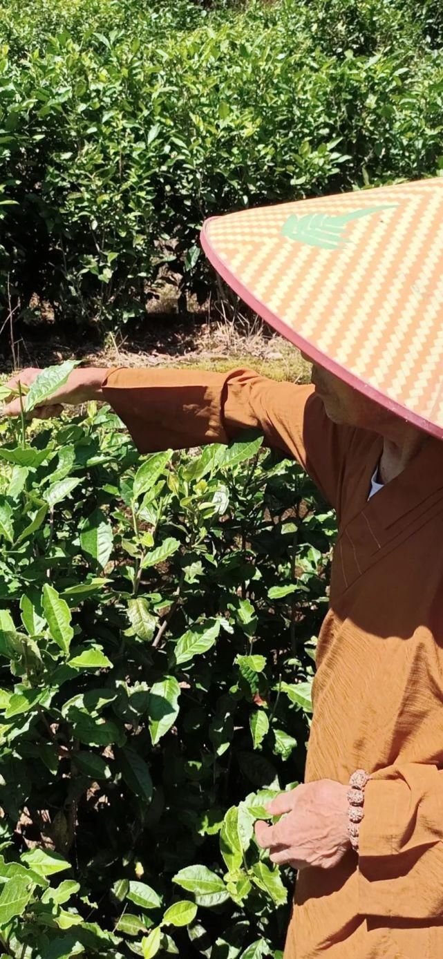  建寺|请购纯天然好白茶，结缘建寺功德