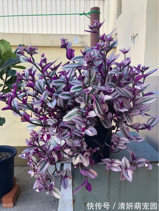 花花|家里养婚礼吊兰,气质优雅观赏性强,邻居看了都喜欢