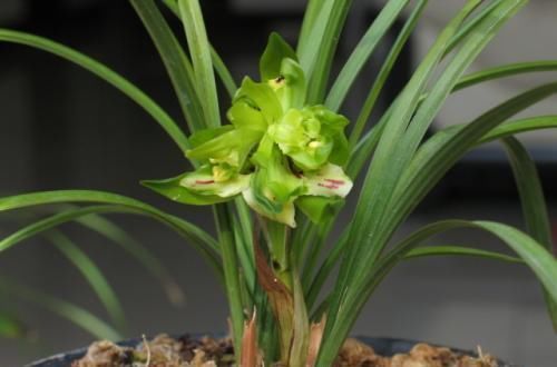 此花，比桂花还香，比蝴蝶兰漂亮，养在家中上档次